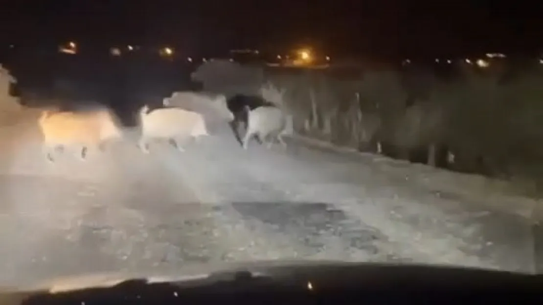 Siirt'te köy yoluna inen domuz sürüsü kamerada