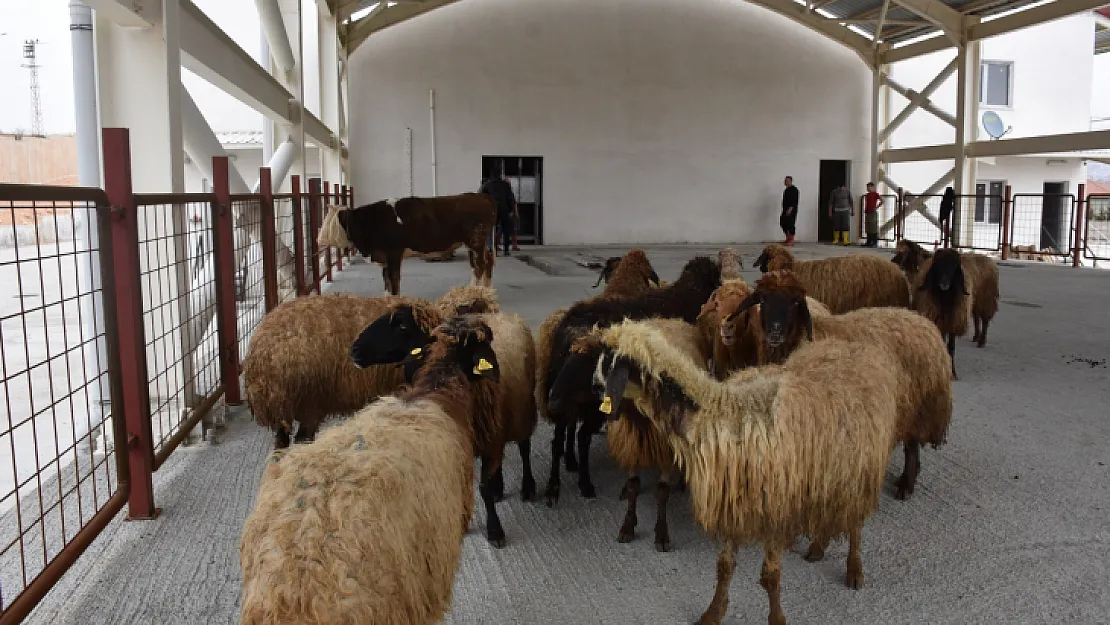 Siirt'te Kurban Satış Ve Kesim Yerleri Belirlendi