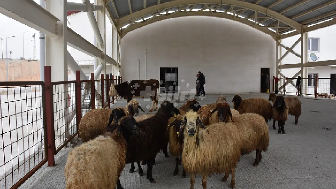 Siirt'te Kurban Satış ve Kesim Yerleri Belirlendi