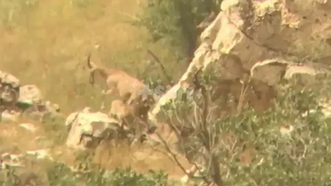 Siirt'te Nesli Tükenme Tehdidi Altında Olan Yaban Keçisi Yavrularını Emzirirken Görüntülendi