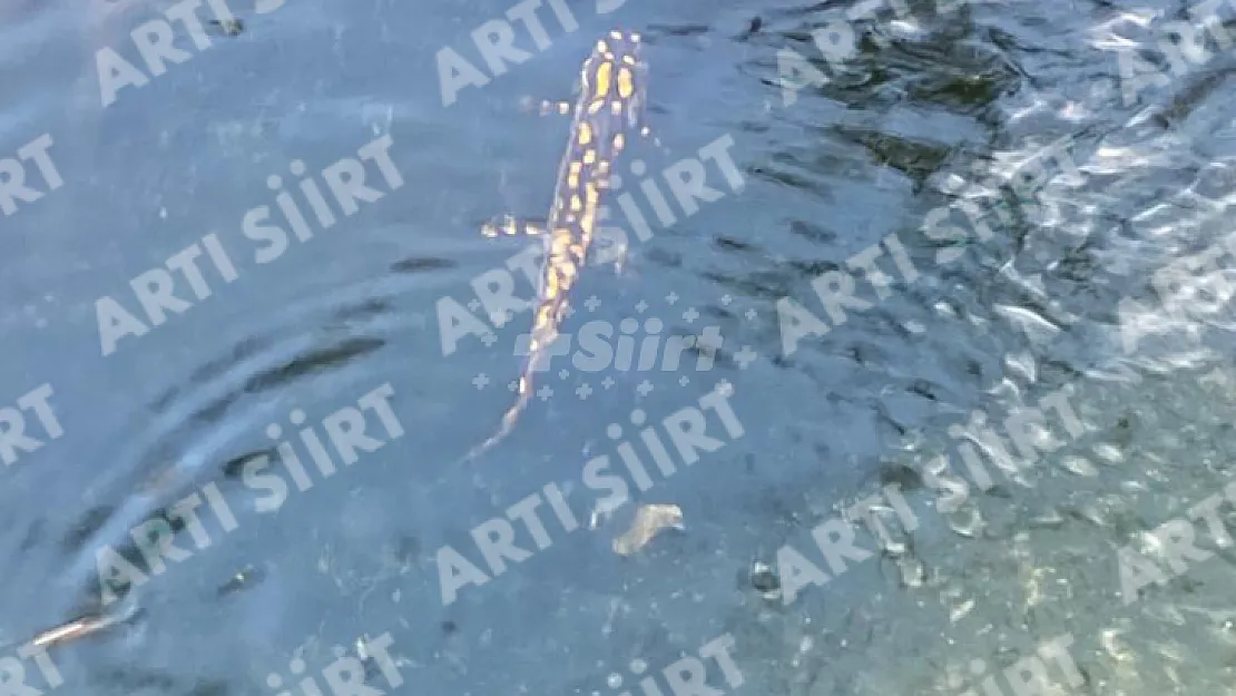 Siirt'te Nesli Tükenmek Üzere Olan Anadolu Benekli Semenderi Görüntülendi