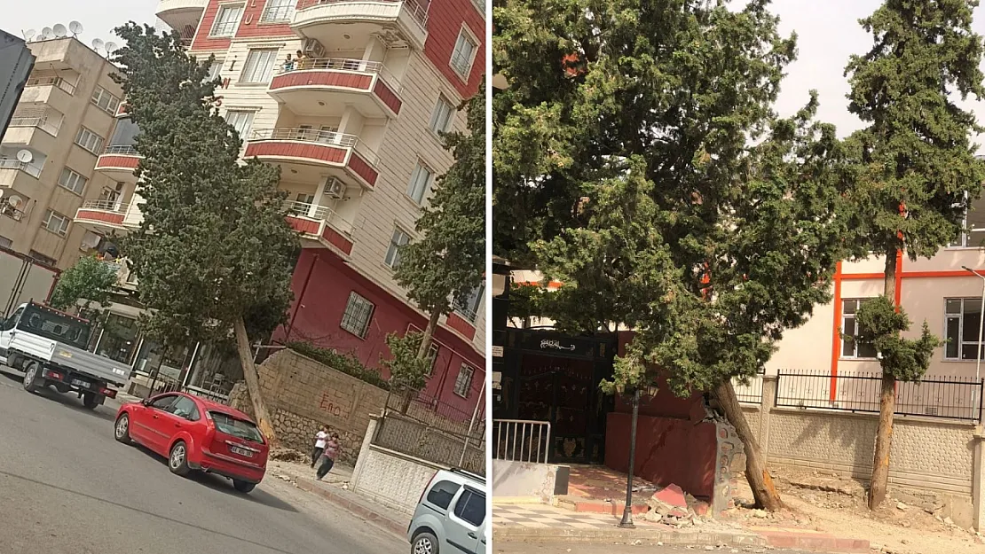 Siirt'te Rüzgar Çam Ağacını Devirdi: Facia Ucuz Atlatıldı