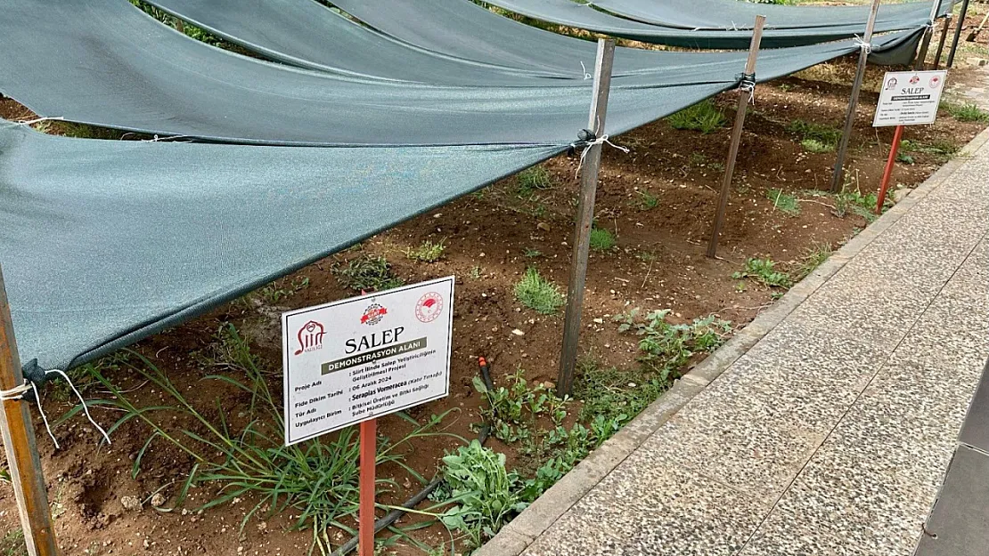 Siirt'te Salep Üretimi Projesi Başladı
