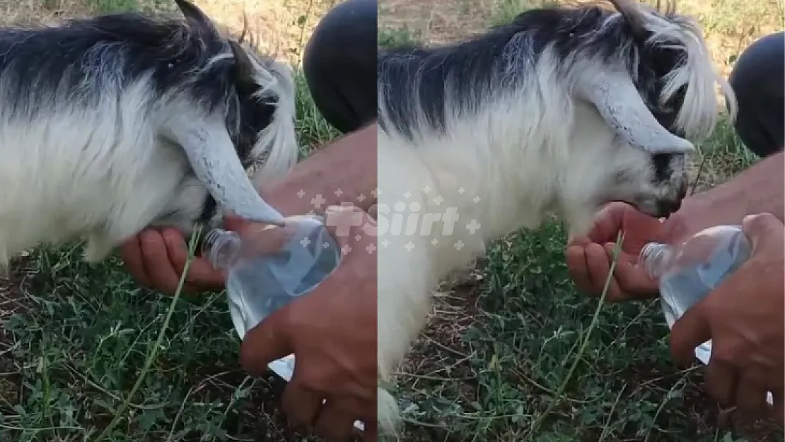 Siirt'te Sıcaktan Bitkin Düşen Keçiye Elleriyle Su İçirdi