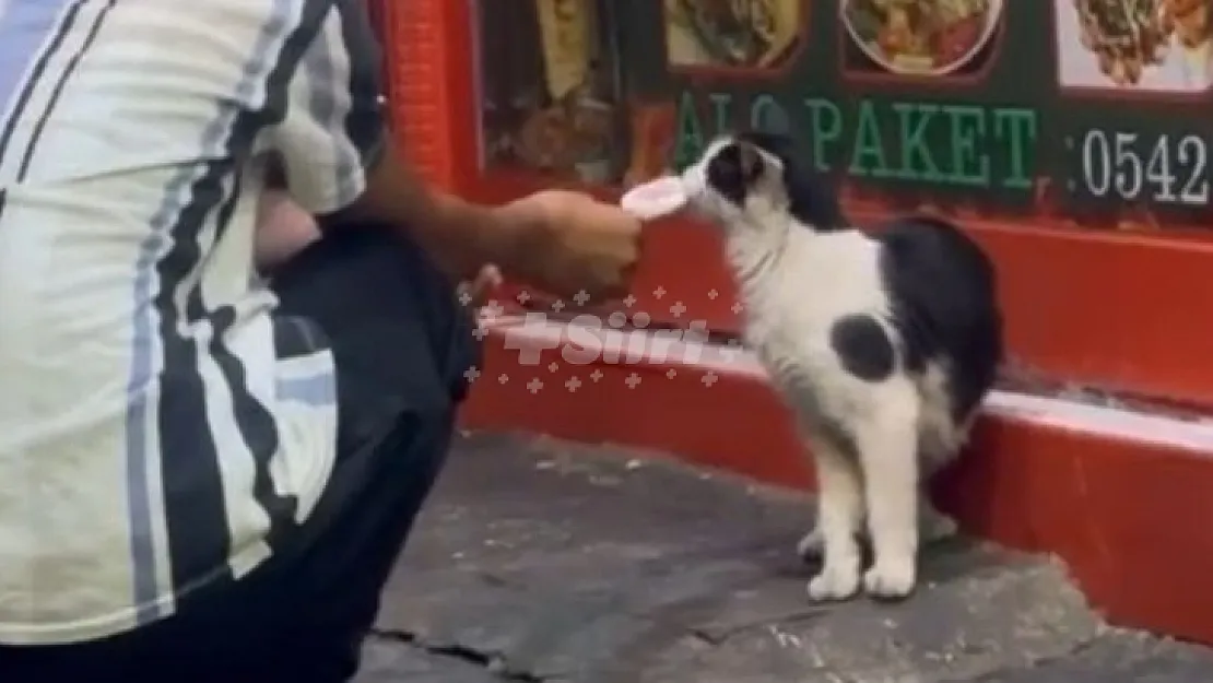 Siirt'te sıcaktan bunalan kediye dondurma