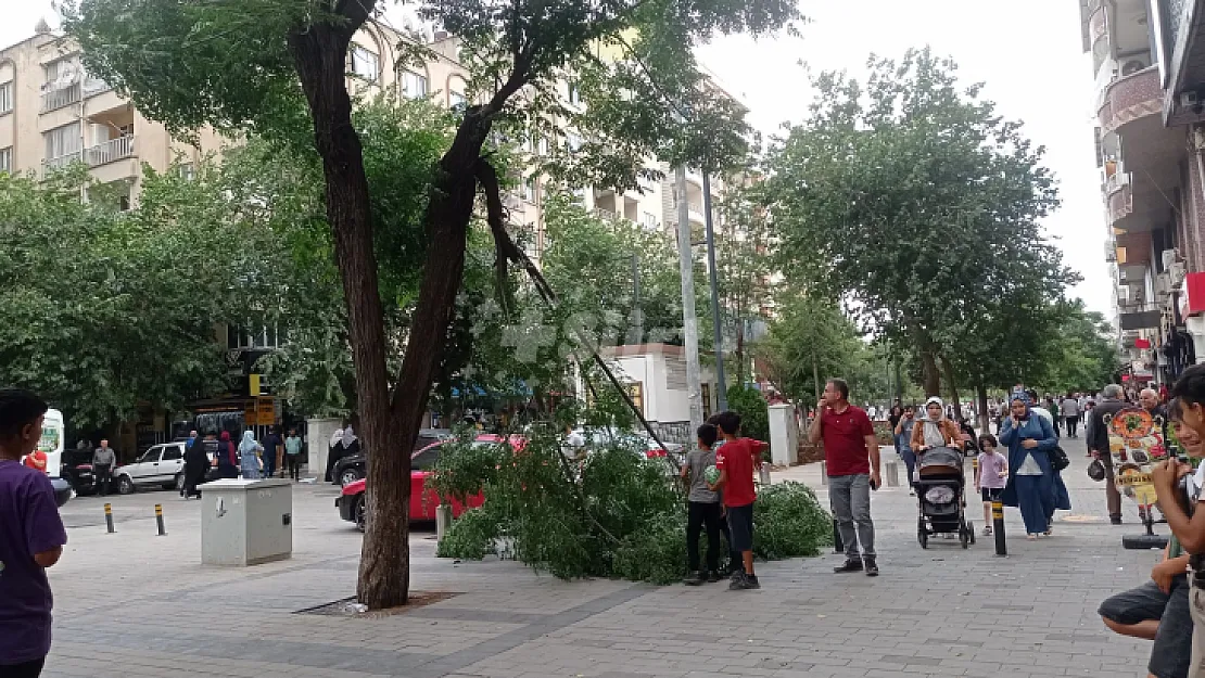 Siirt'te şiddetli rüzgara dayanamayan ağaç kırıldı