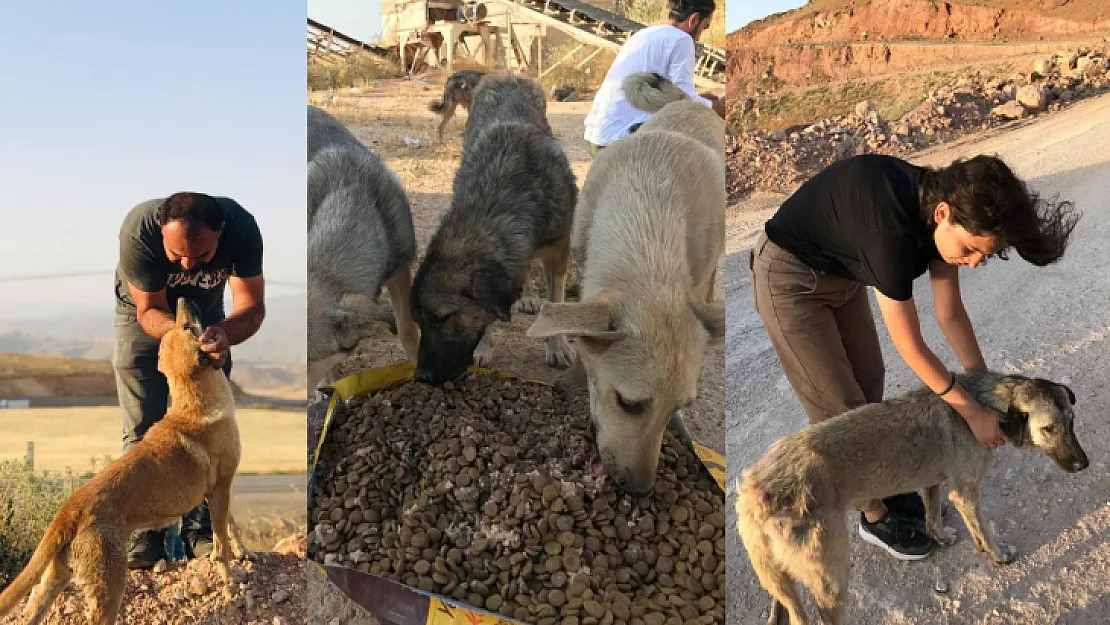 Siirt'te Sokak Hayvanları İçin Seferber Oldular