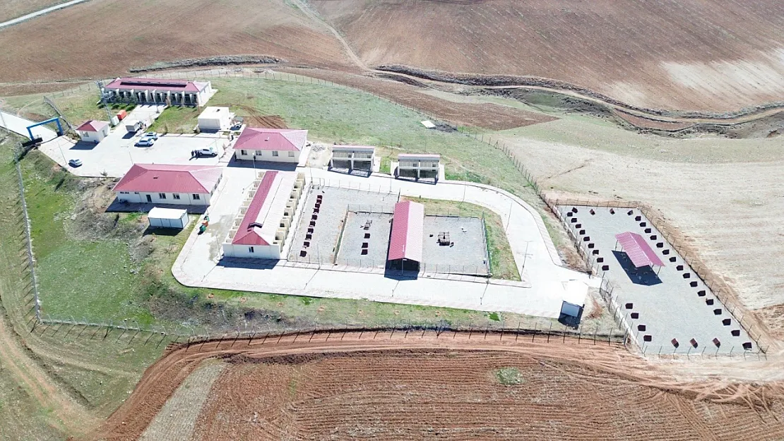 Siirt'te Sokak Hayvanları İçin Örnek Proje: Modern Barınak Sokak Hayvanlarına Hizmet Veriyor
