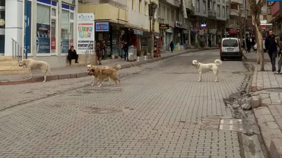 Siirt'te Sokak Köpekleri Tehlike Saçıyor!