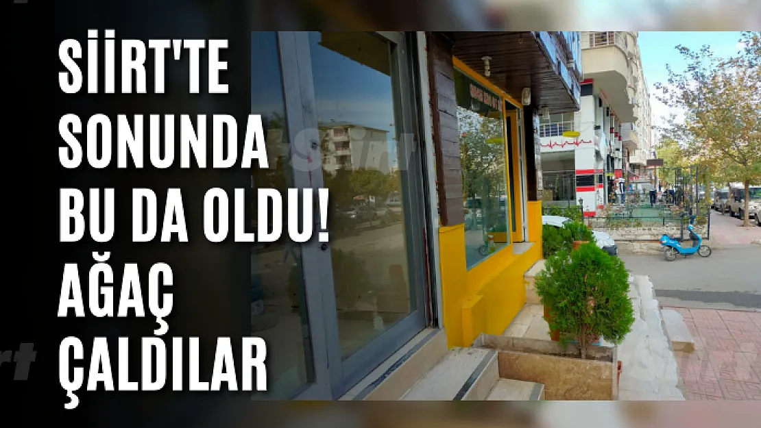 Siirt'te Sonunda Bu Da Oldu! Ağaç Çaldılar