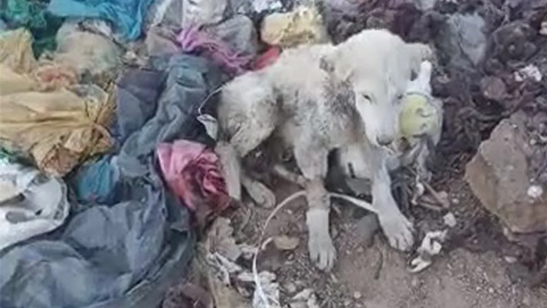 Siirt'te Tedavi Edilmesi Gereken Köpek Çöpe Atıldı! Kurtalan Belediyesi İki Çalışan Hakkında Soruşturma Başlattı!