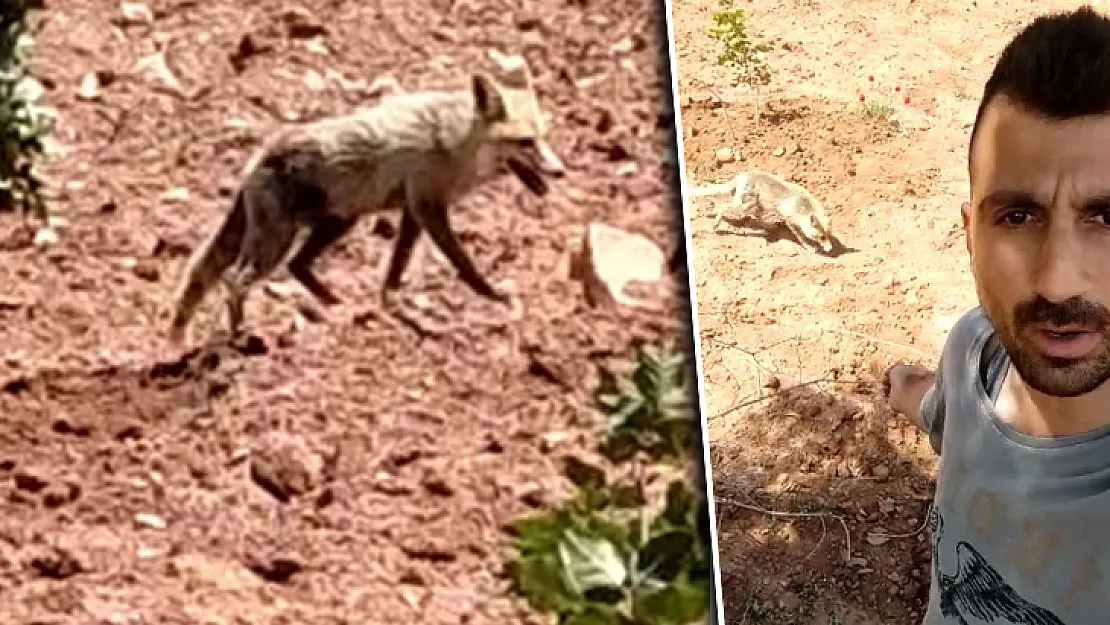 Siirt'te Tilki Köylülerin Sofrasına Konuk Oldu