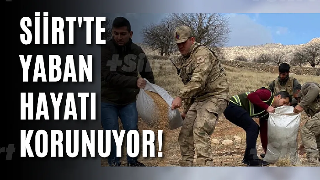 Siirt'te Yaban Hayatı Korunuyor!