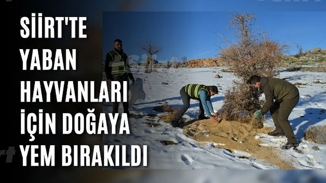 Siirt'te yaban hayvanları için doğaya yem bırakıldı