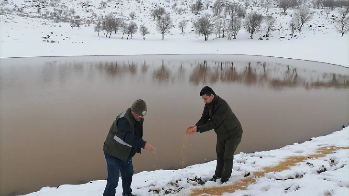 Siirt'te yaban hayvanları için doğaya yem bırakıldı