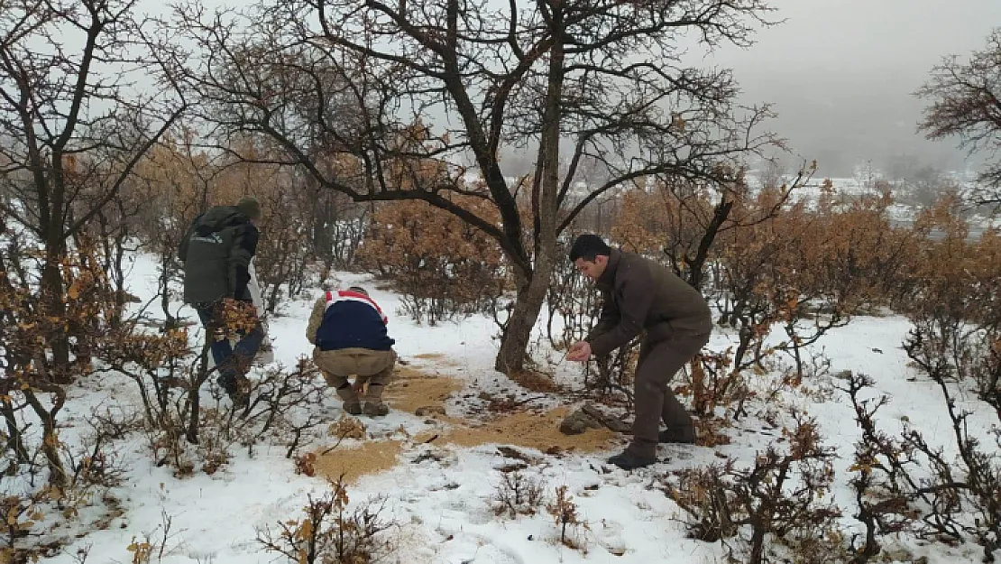 Siirt'te yaban hayvanları için doğaya yem bırakıldı