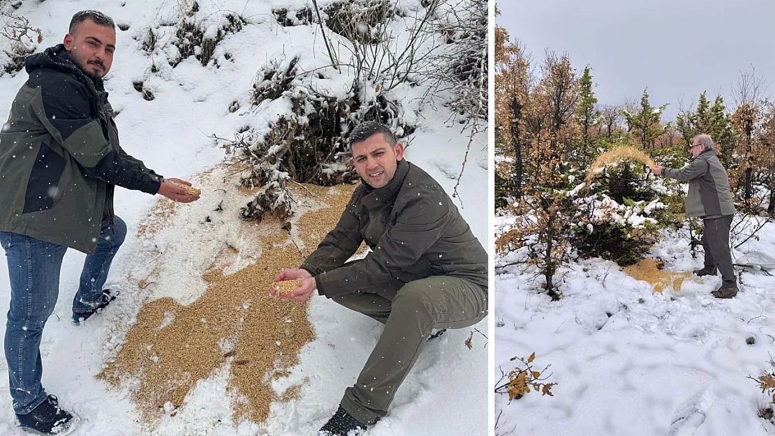 Siirt'te Yaban Hayvanları İçin Doğaya Yem Bırakıldı