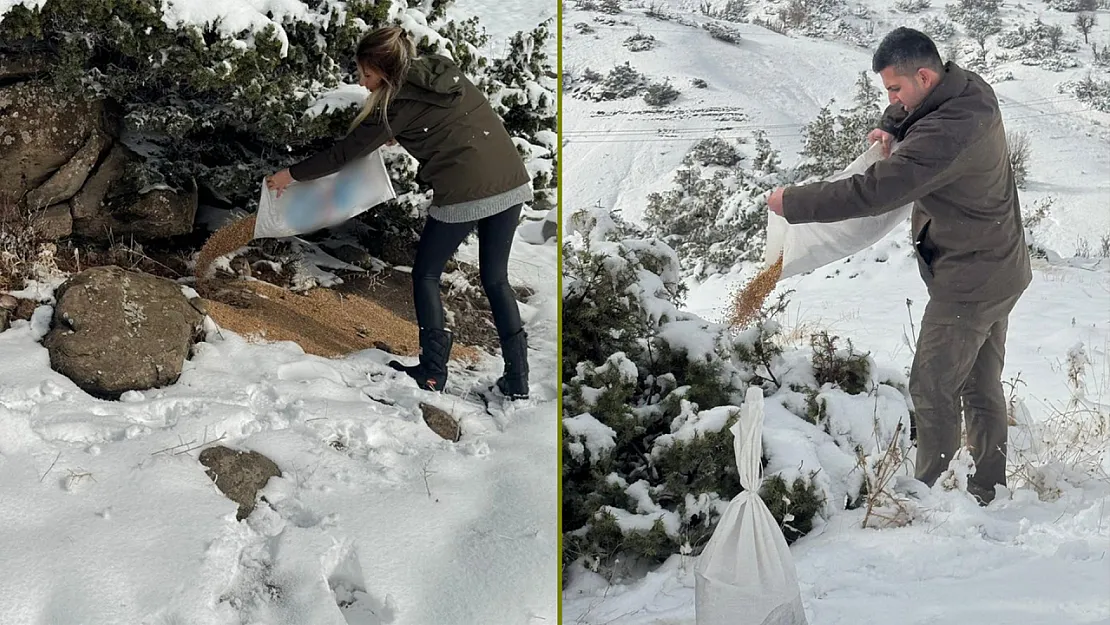 Siirt'te Yaban Hayvanlarına Kış Desteği: 250 Kilo Yem Doğaya Bırakıldı