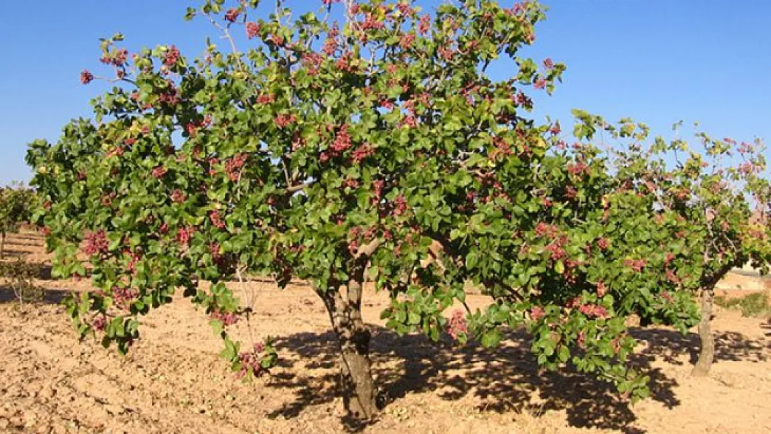 Siirt'te Yağışlar Tarımı Olumsuz Etkileyecek mi? Tarım ve Orman Müdürü Açıkladı!