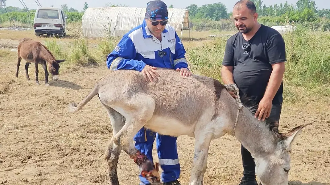 Siirt'te Yaralanan Eşek 'Dost', 6 Aylık Tedavinin Ardından Yeniden Yürümeye Başladı