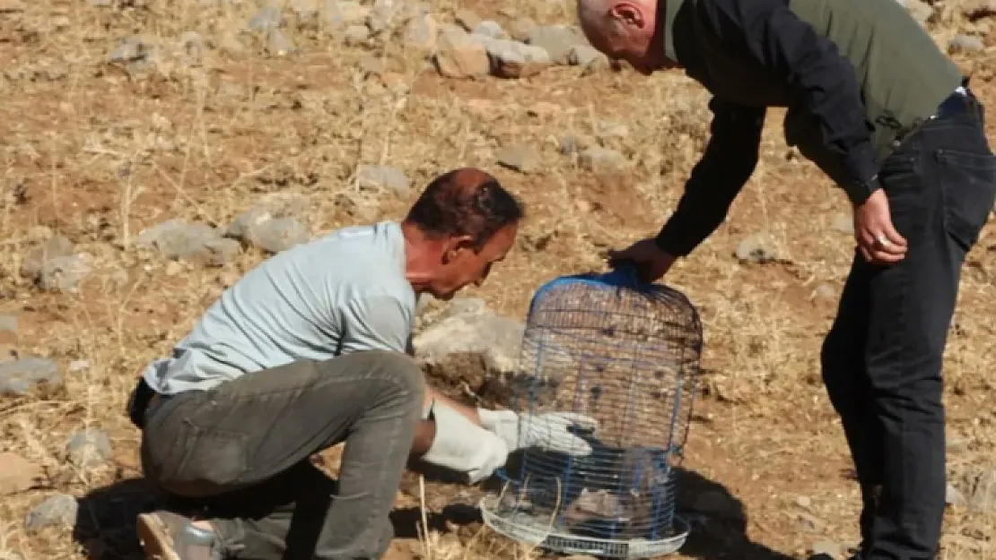 Siirt'te Yaralı Halde Bulunan Gelincik Yapılan Tedavi Sonrası Sağlığına Kavuştu