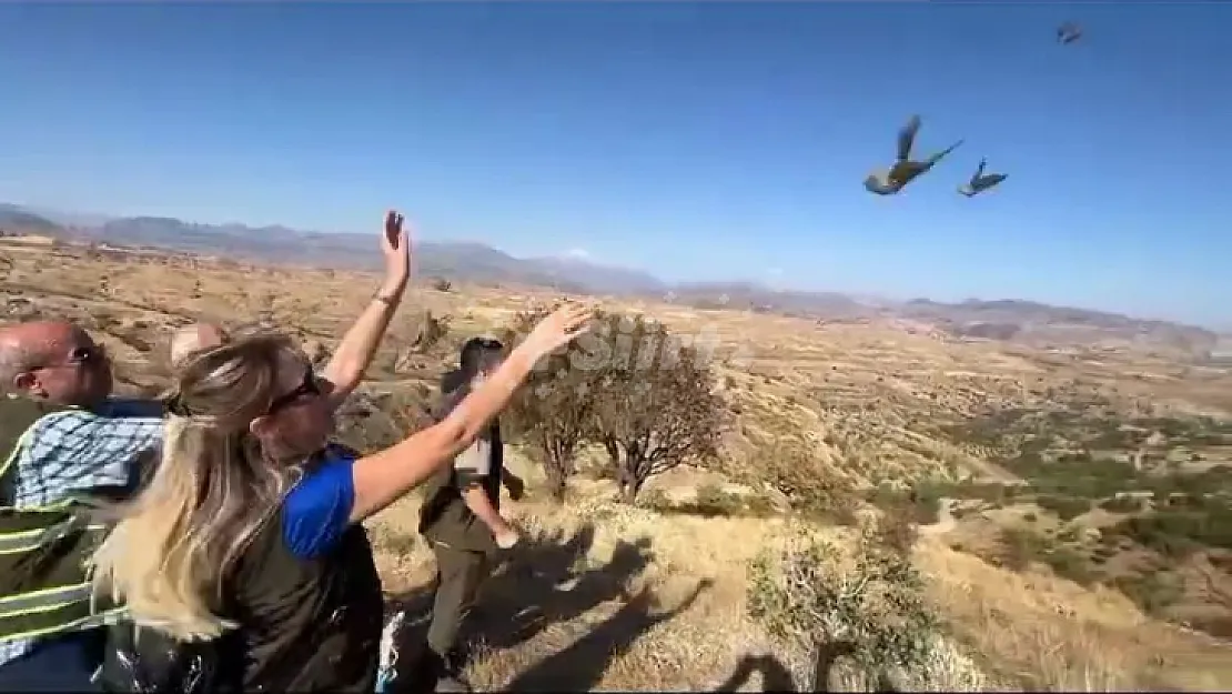 Siirt'te yaralı keklikler tedavi edilerek doğaya bırakıldı