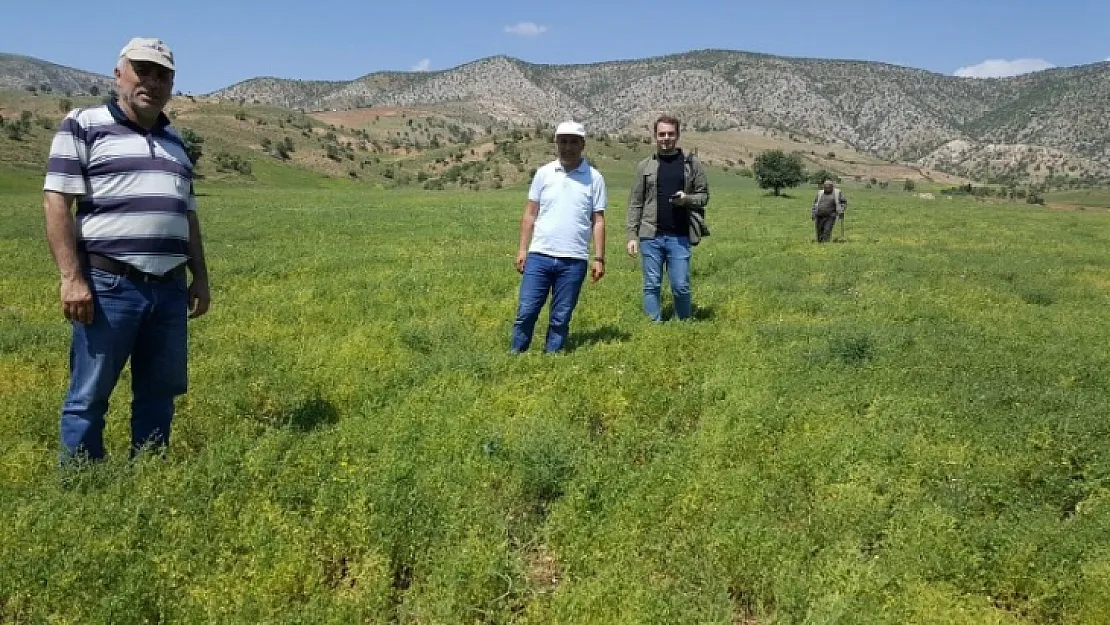 Siirt'te Yem Bitkileri Desteklemesi Arazi Kontrolleri Yapıldı