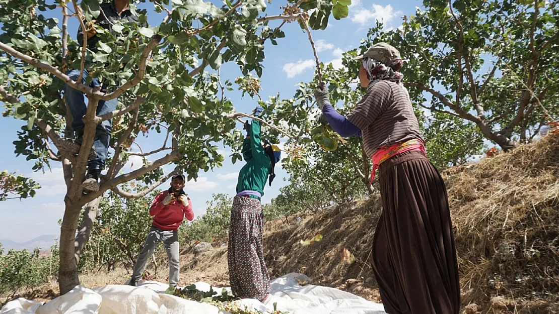 Siirt'te 'Yeşil altın' olarak bilinen fıstığın hasadı başladı