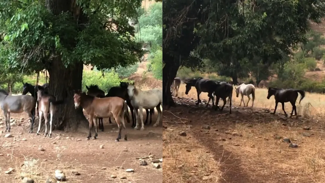 Siirt'te yılkı atları tüm güzellikleriyle görüntülendi