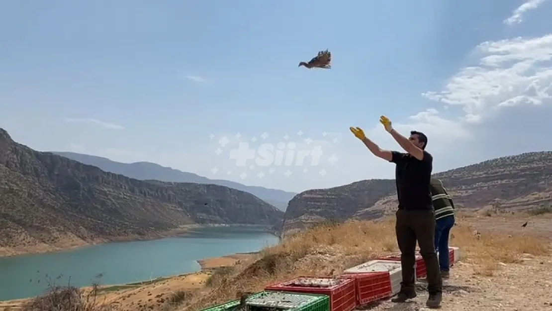 Siirt'te Yüzlerce Sülün Doğaya Bırakıldı