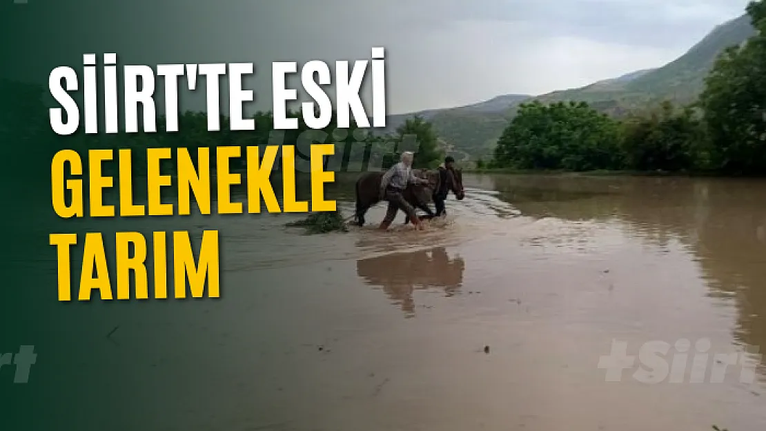 Siirt'te Çeltik Ekimi Başladı! Çeltiği İlkel Zamandan Kalma Yöntemle Ekiyorlar