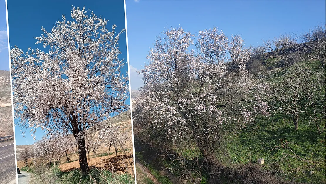 Siirt'teki Bağ ve Bahçelerde Ağaçlar Çiçeklendi! Bahar Geldi