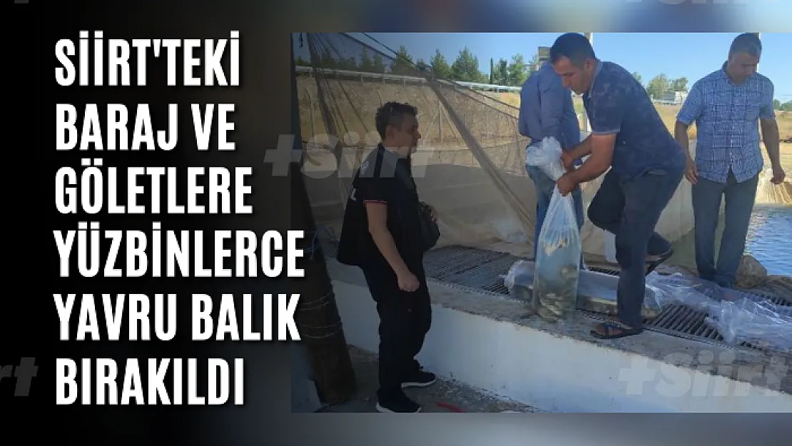 Siirt'teki Baraj ve Göletlere Yüzbinlerce  Yavru Balık Bırakıldı