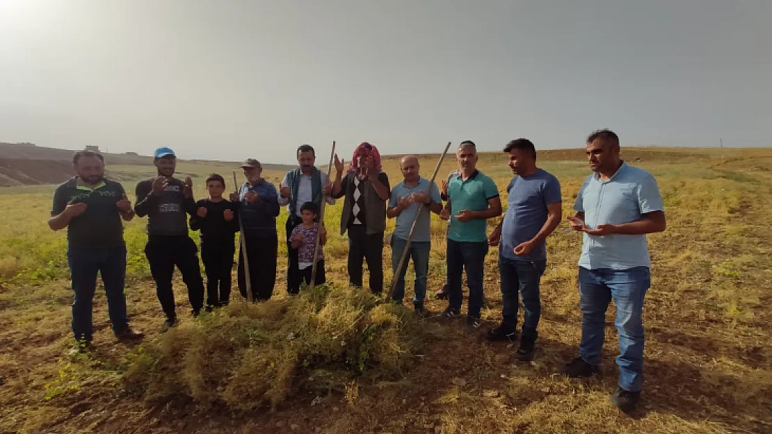 Siirt Türkiye'de 4. Olduğu Tarım Ürününün Hasadı Dualarla Başlandı