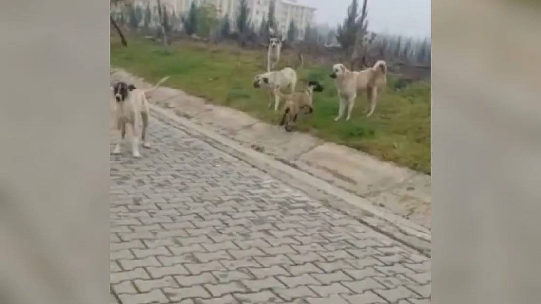 Siirt Üniversitesi Kezer Yerleşkesinde Başı Boş Köpekler Öğrenciye Saldırdı