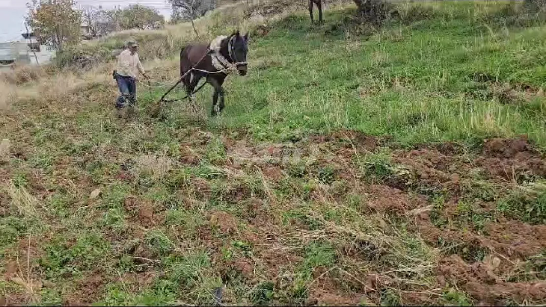 Siirtli çiftçi artan akaryakıt fiyatları nedeniyle ilkel yöntemlerle tarlayı sürmeye başladı