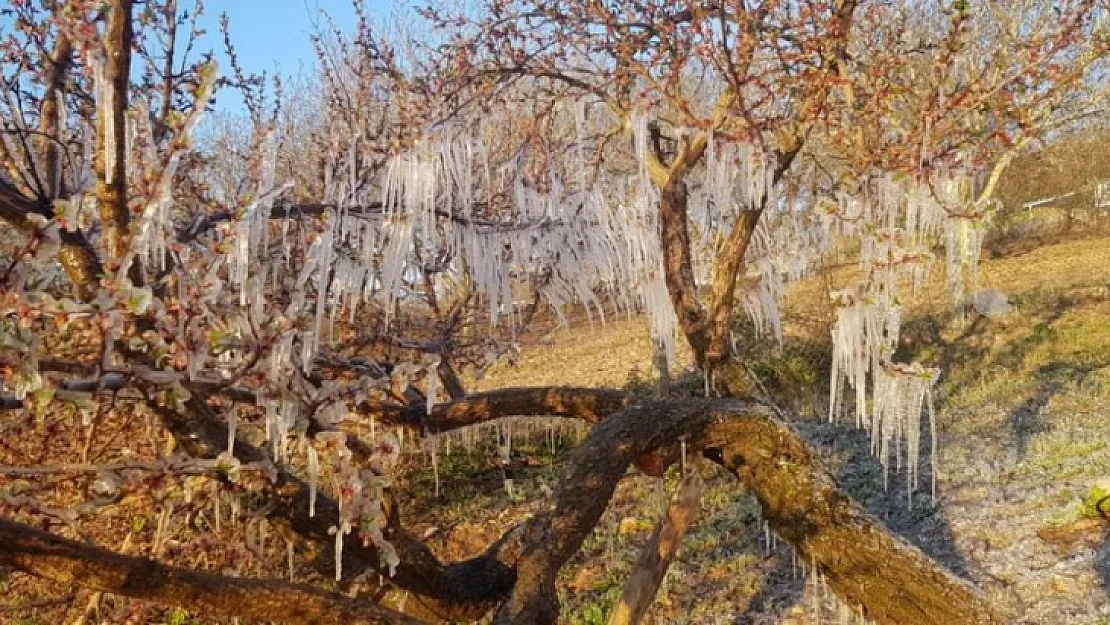 Siirtli Çiftçiler Aman Dikkat! 'Zirai Don' Uyarısı Yapıldı