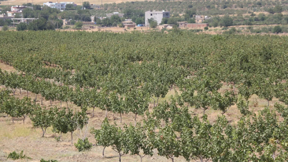 Siirtli Fıstık Üreticileri Dikkat! Fıstıkçılık Biriminden Uyarı Geldi