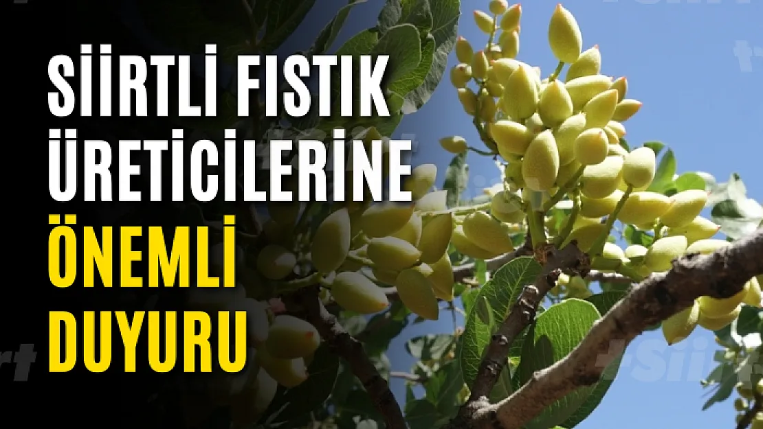 Siirtli Fıstık Üreticilerine Önemli Duyuru