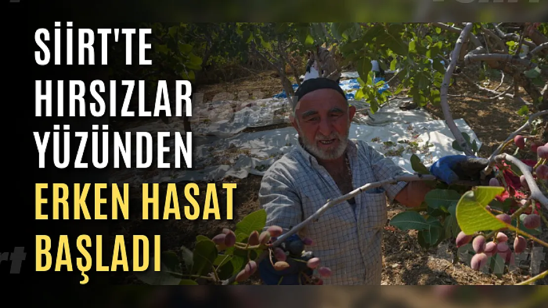 Siirtli Fıstık Üreticilerinin Başı Hırsızlarla Dertte