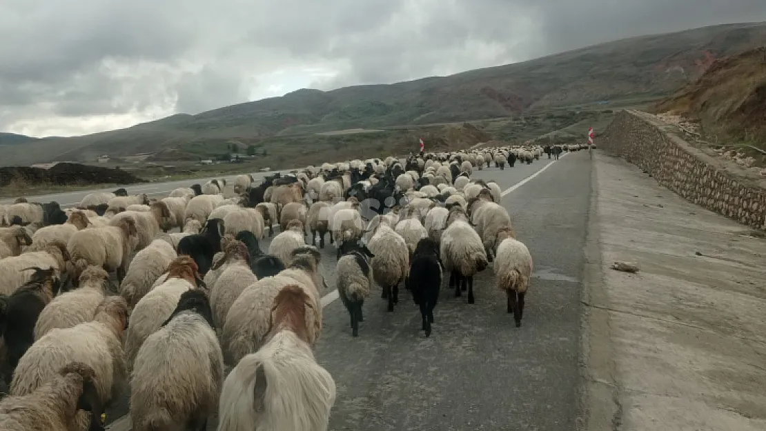 Siirtli göçerlerin yaylalardan dönüşü başladı