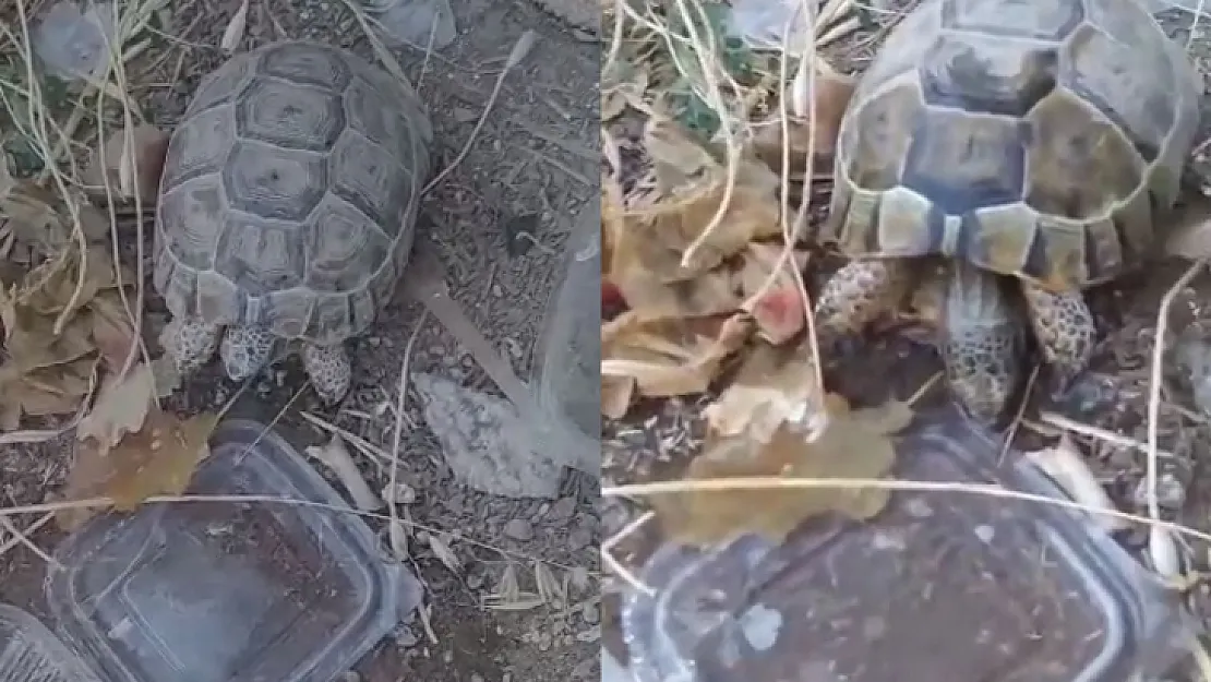 Siirtli Vatandaş Sıcaktan Etkilenen Kaplumbağaya Su İçirdi