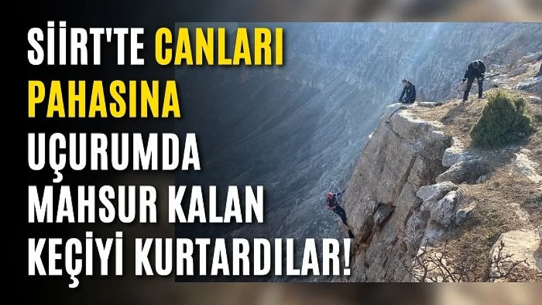 Siirt'te Canları Pahasına Uçurumda Mahsur Kalan Keçiyi Kurtardılar!