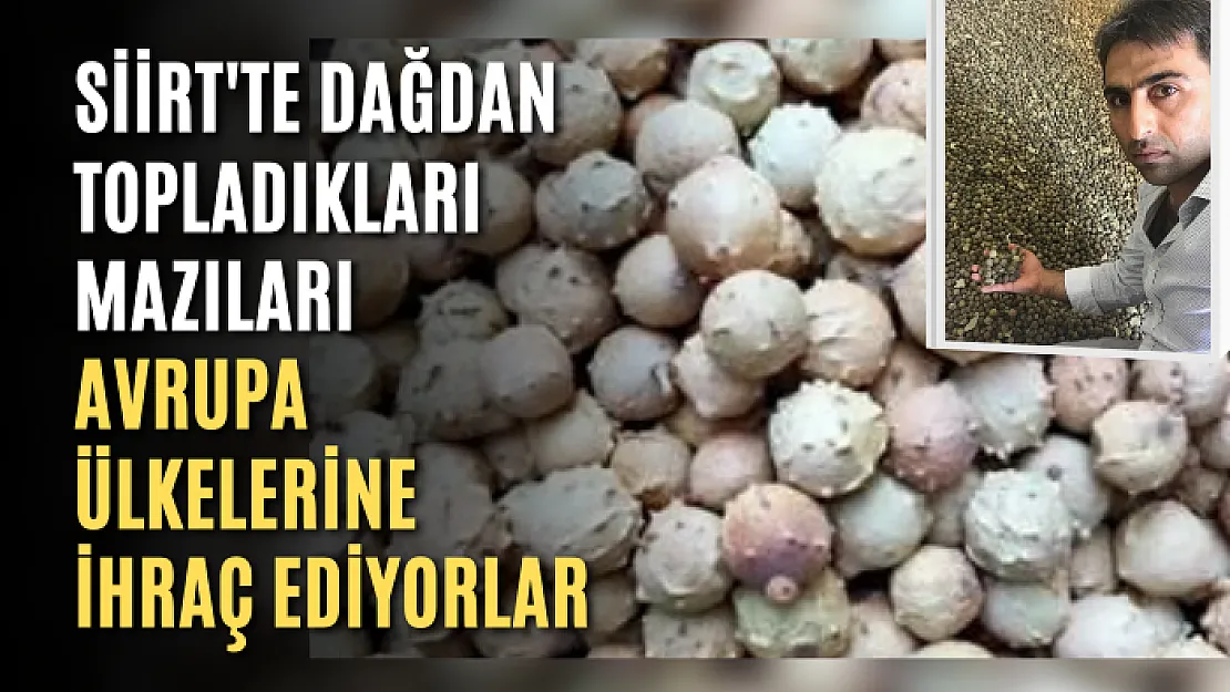 Siirt'te Dağdan Topladıkları Mazıları Avrupa Ülkelerine İhraç Ediyorlar