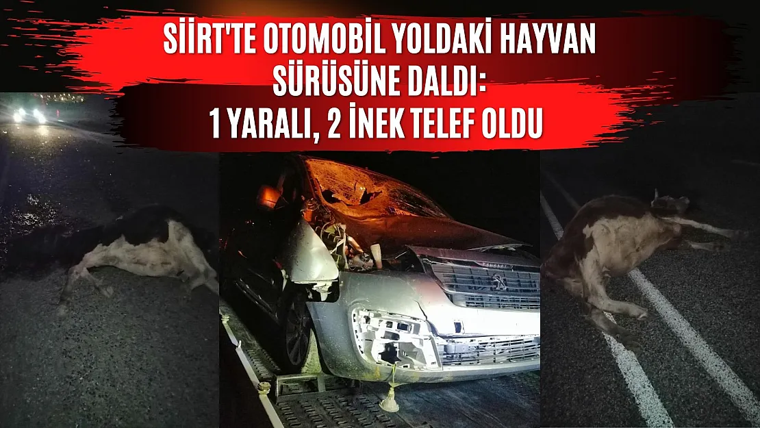 Siirt'te Otomobil Yoldaki Hayvan Sürüsüne Daldı: 1 Yaralı, 2 İnek Telef Oldu