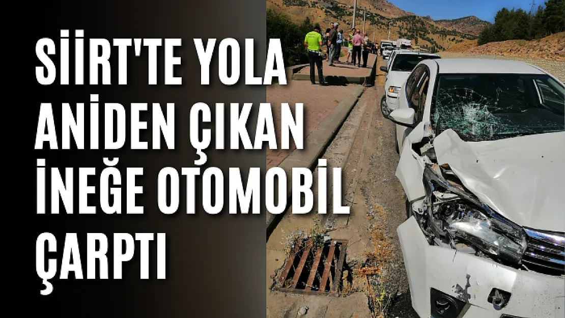 Siirt'te Yola Aniden Çıkan İneğe Otomobil Çarptı