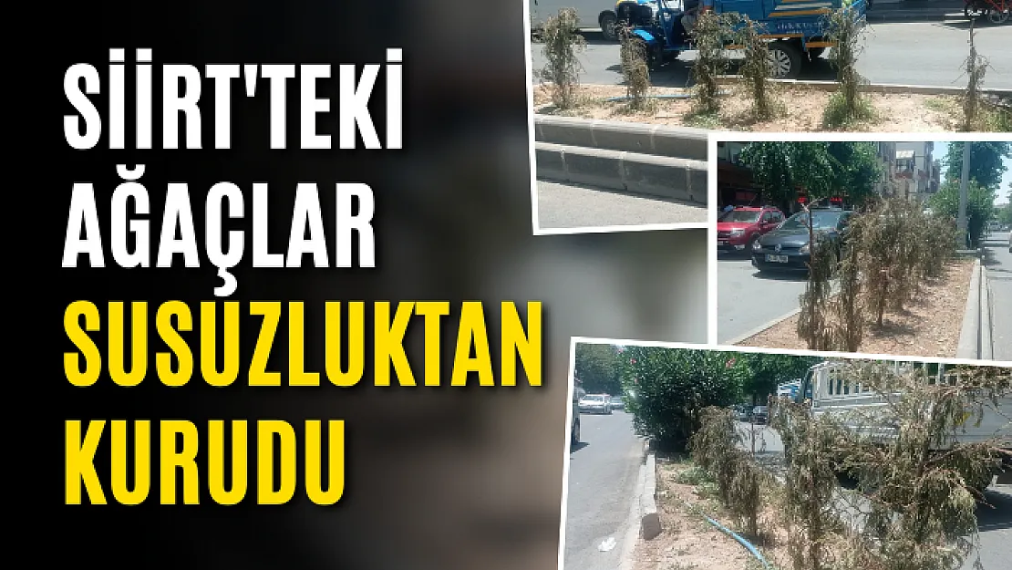 Siirt'teki ağaçlar susuzluktan kurudu