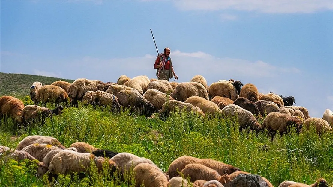 Şırnak'ta Sürpriz İş İlanı! O Belediye Personel Olarak Çoban Arıyor– Başvurular Bitiyor