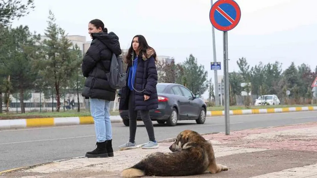 Sokak köpekleri için barınak ve çip vurgusu