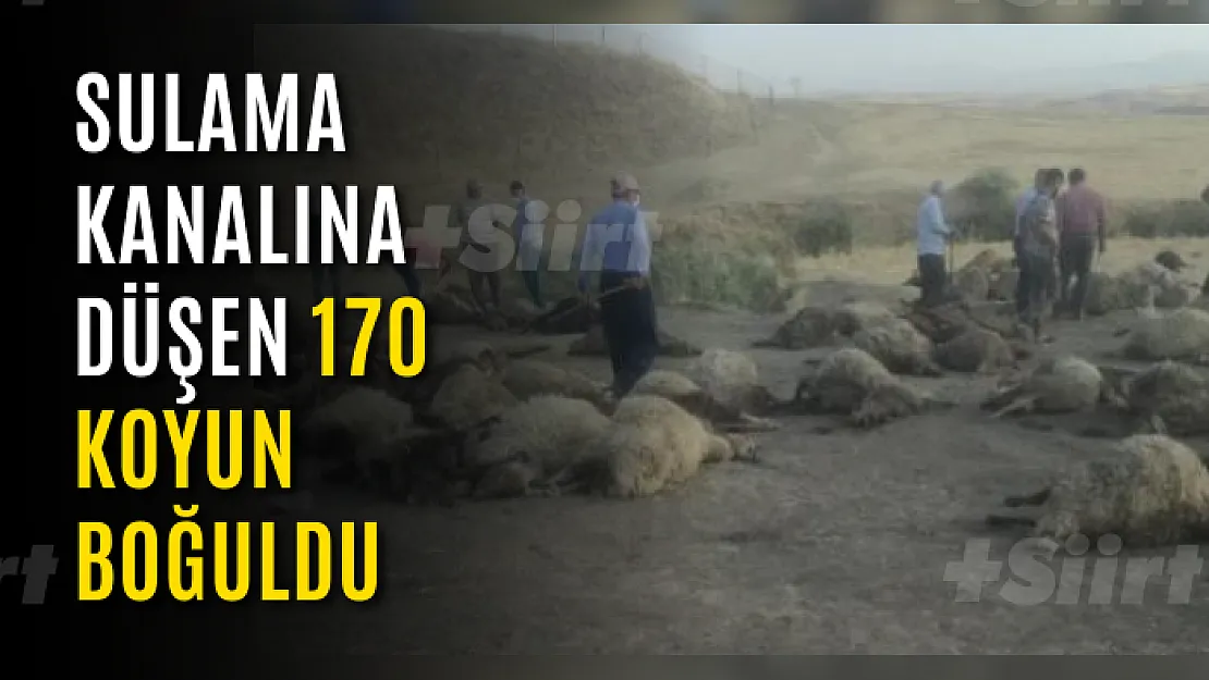 Sulama kanalına düşen 170 koyun boğuldu